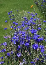 ein Bett im Kornfeld.webp