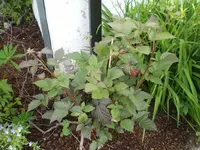 brombeerstrauch1.webp