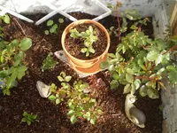 terrassenbeet1.webp