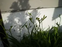 gelbe_lilien1.webp