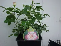DSC04444.webp