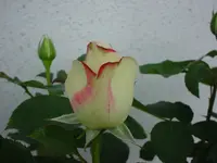 DSC04445.webp