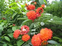 IMG_2014 Rumba.webp