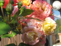 IMG_4211 Orange Sensation 06.1.webp