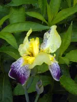 SDC11150.webp