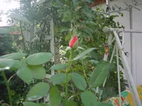 DSC01780.webp