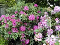 SDC11162.webp