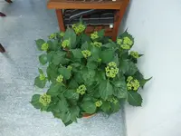 005.webp