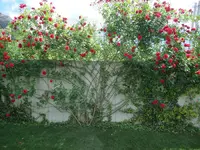 009.webp