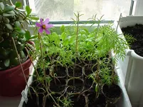 DSC02026.webp