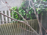 IMG_2112.webp