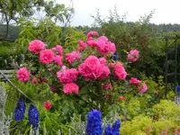 garten4 004.webp
