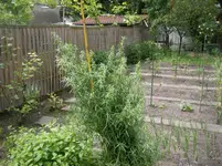 Estragon von heute 2.webp Estragon von heute 2.webp