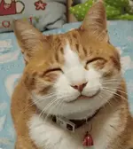Heute schon gelacht 1.webp