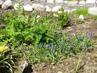 IMGP2888.webp
