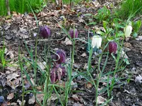 IMGP3012.webp