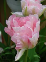 IMGP3032.webp
