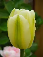 IMGP3034.webp