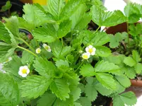 IMGP3036.webp