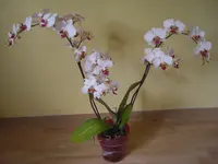 CIMG9724.webp