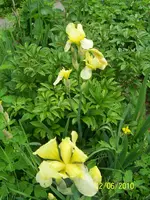 100_2461.webp