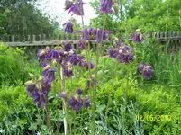 100_2463.webp