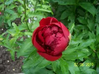 100_2464.webp