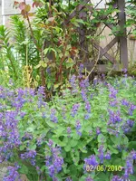 100_2471.webp