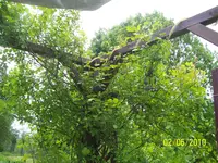 100_2474.webp