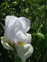 IMG_good jewel_576x768.webp