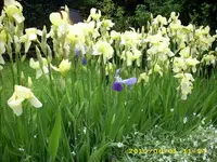 JD500175.webp
