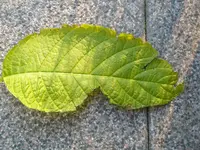 P5290291.webp