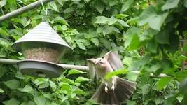 eichelhäher (2).webp