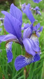 iris.webp