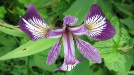iris (2).webp