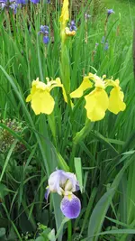 iris (6).webp