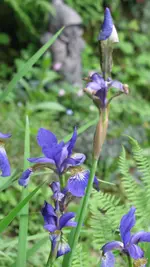 iris (10).webp