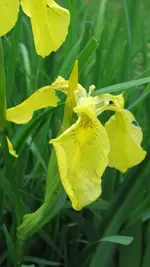 iris (12).webp