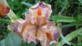 iris (20).webp