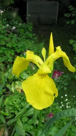 iris (21).webp