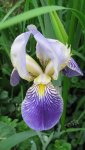 iris (40).jpg