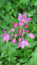 allium.webp