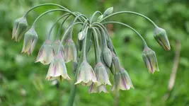 allium (2).webp
