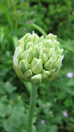 alliumweiß (2).webp