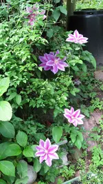 clematis (3).webp