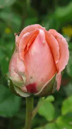 ersterose.webp