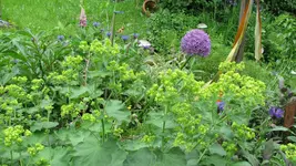 frauenmantelallium.webp