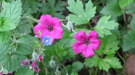 geraniucinereum.webp