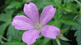 geranium (2).webp