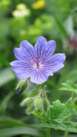 geranium (3).webp